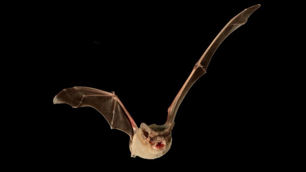 A Brazilian free-tailed bat. The team has ruled out the possibility that tailwinds had a part to play in its record-breaking flight