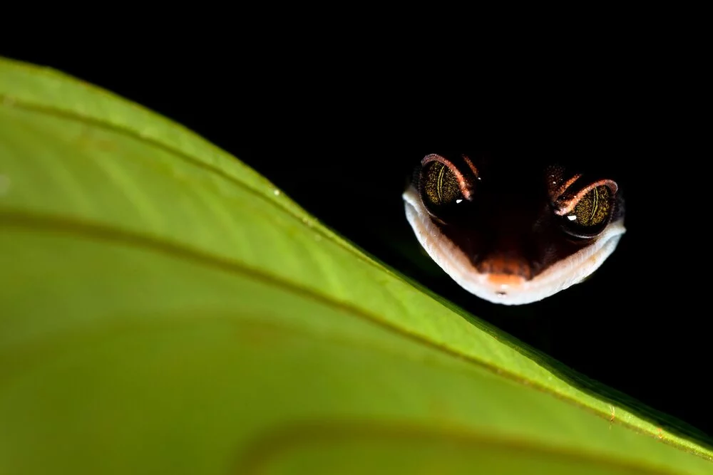 Cheshire Gecko by Bernhard Schubert was a finalist in the Animals category of the 2020 Close-up Photographer of the Year – the eerie effect was created by an external flash from beneath the leaf