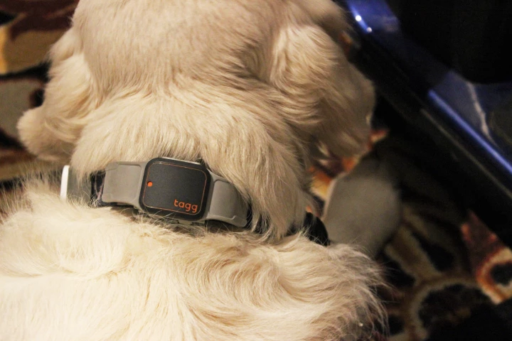 The second-generation Tagg GPS Plus will push notifications to an owner's phone if their pet becomes dangerously hot or cold