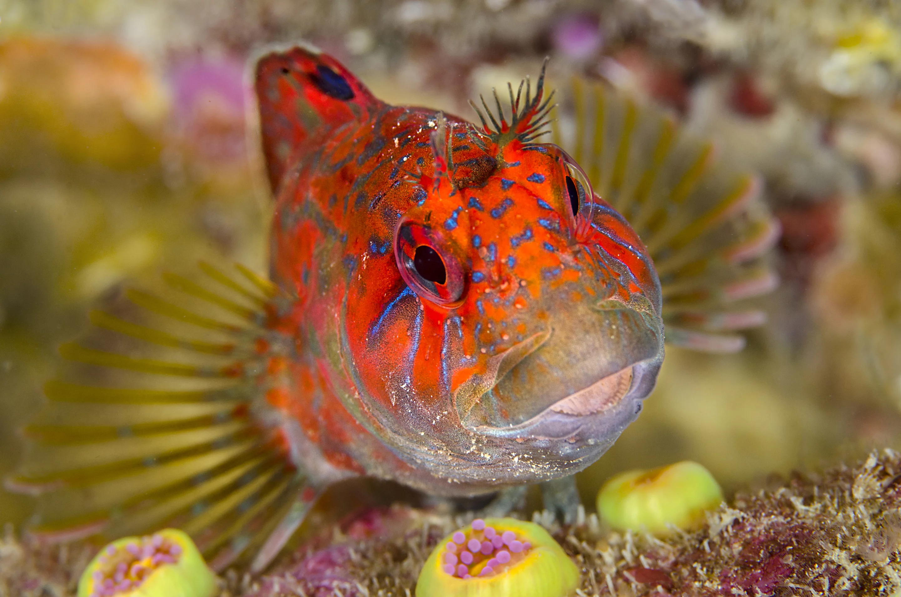 Commended, Category - British Waters Macro. UK waters have some strikingly coloured fish, one of whom is the rarely seen Red Blenny, or Portuguese Blenny (Parablennius ruber), a sister species to the better known and equally characterful Tompot