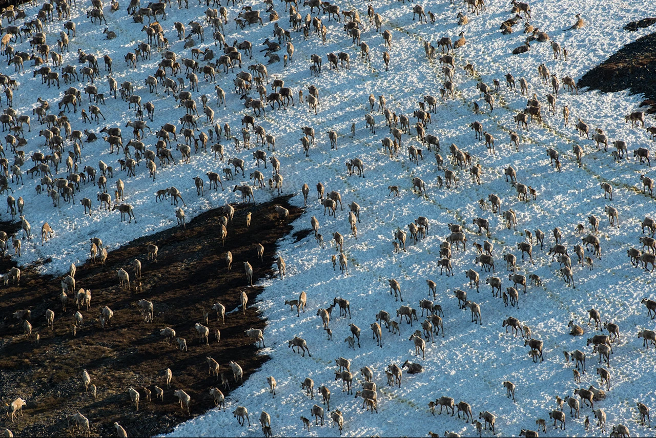 Longest Migration by Peter Mather, Photo Story: Pushing the Limit Winner, Northern Yukon, Alaska and the Arctic National Wildlife Refuge, United States and Canada