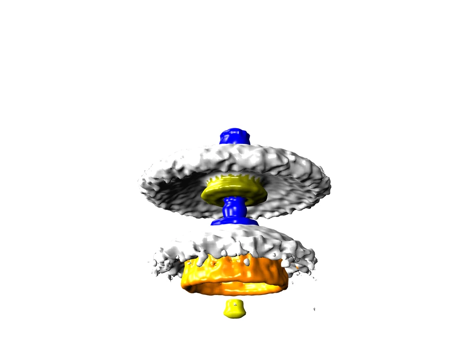 The motor that powers the flagellum in the well-known Salmonella bacteria