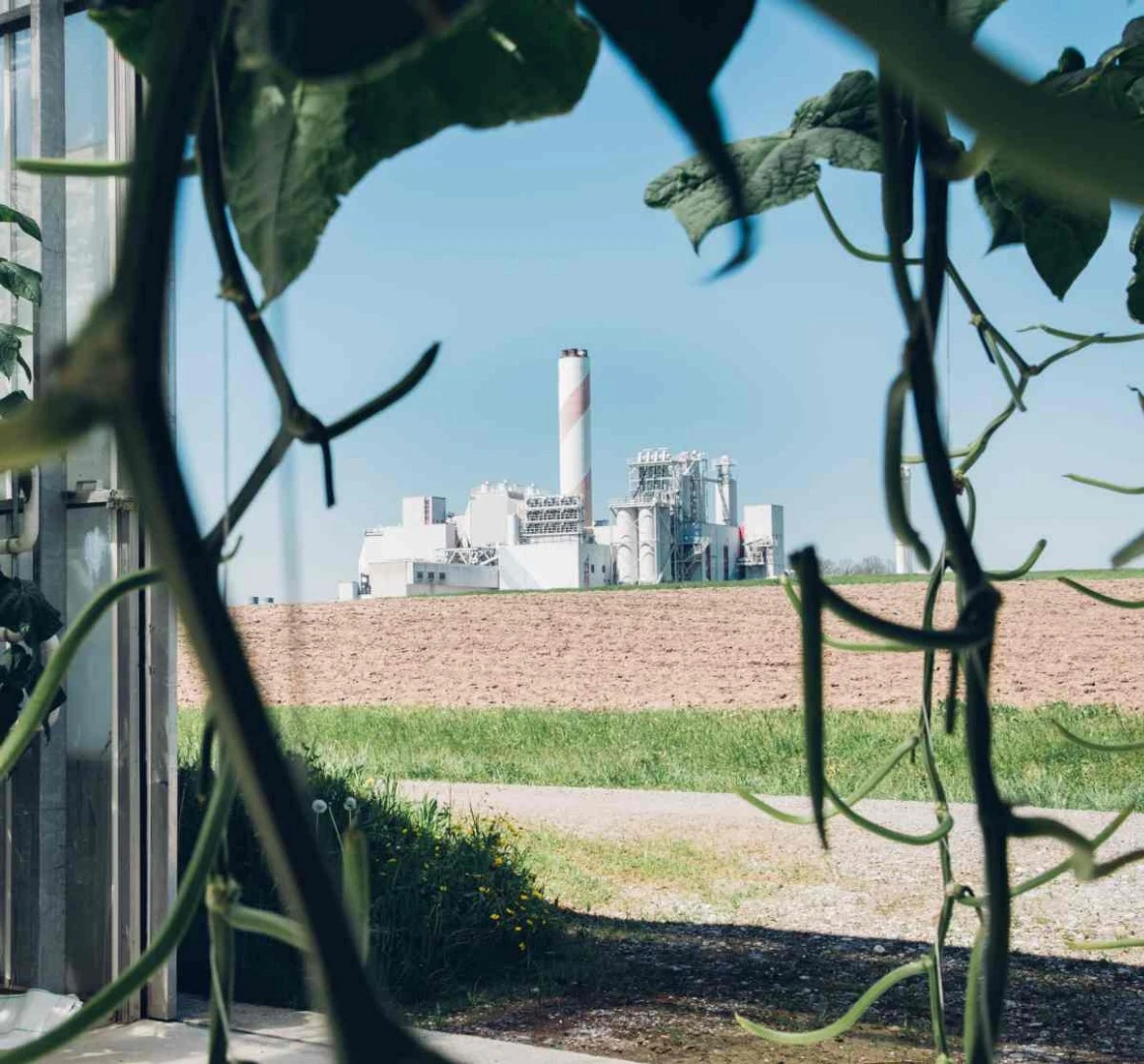 Climeworks' captured carbon has been used to raise vegetable crops in Switzerland