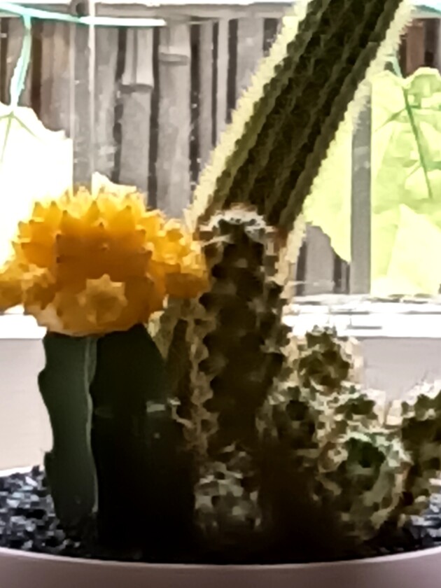 Doogee S95 Pro sample image: at 10x zoom, the image smoothing is terrible