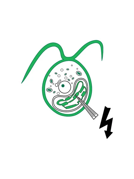extracting energy from chloroplasts with electrodes