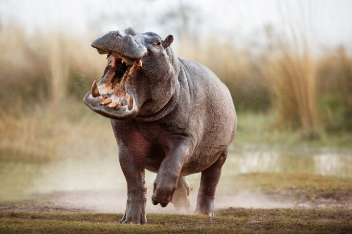 The hippo is not the easiest animal to get close to, so the scientists used recorded footage and observations from afar