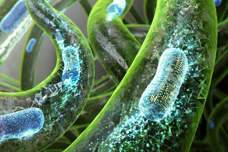 The team hypothesize a future for the technique could be as a novel drug delivery system