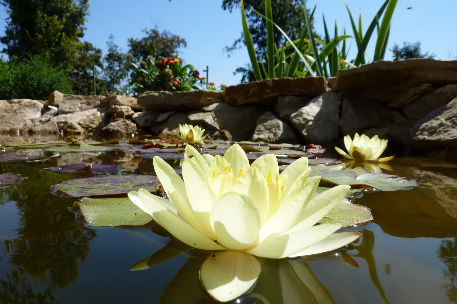 A garden pond and swimming pool can be incorporated into the design