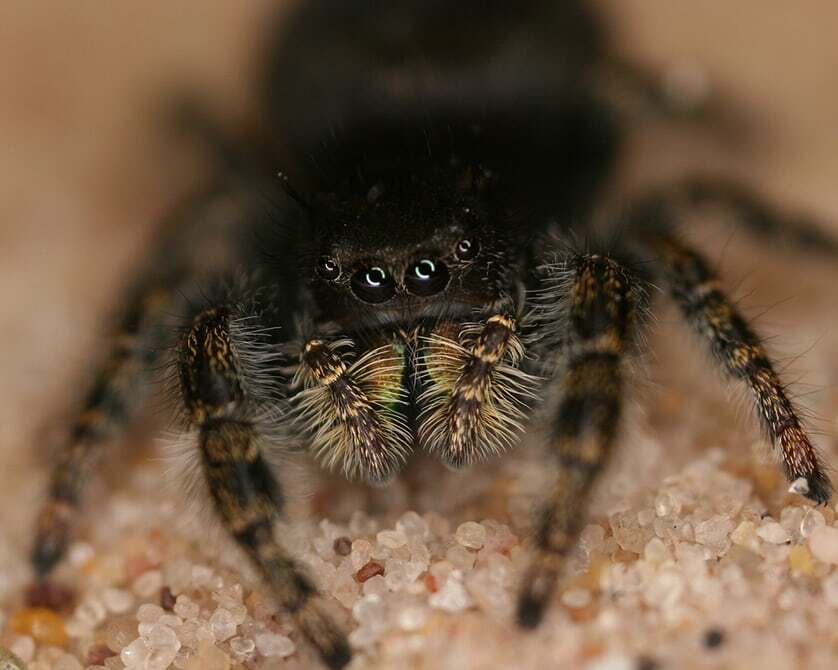 Although spiders don't have ears, they can sense vibrations from hairs on their legs