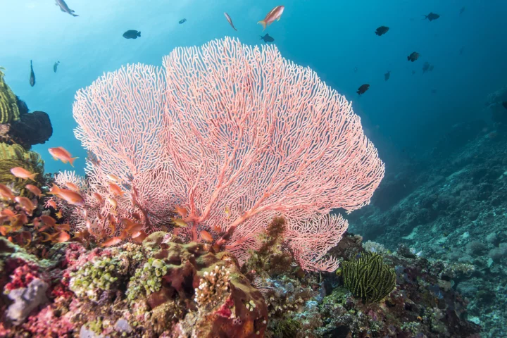 A synthetic material that mimic the structure of coral could help remove toxic heavy metals from the ocean (Credit: Shutterstock)
