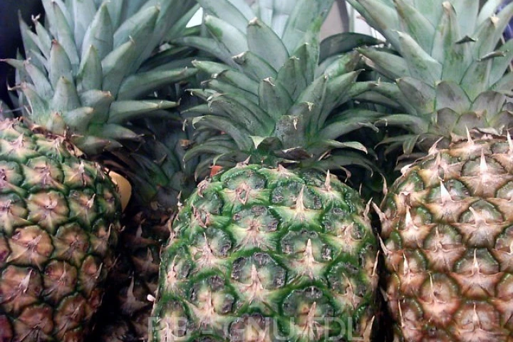 A research team from Brazil has developed a new form of plant fiber-based plastic that is claimed to be almost as stiff as Kevlar and stronger, lighter, and more eco-friendly than plastics currently in use (Image credit: Peter Bubenik)