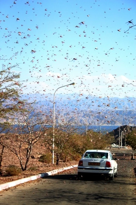 Locusts have helped scientists unlock the secrets of insect flight (Photo: Niv Singer)