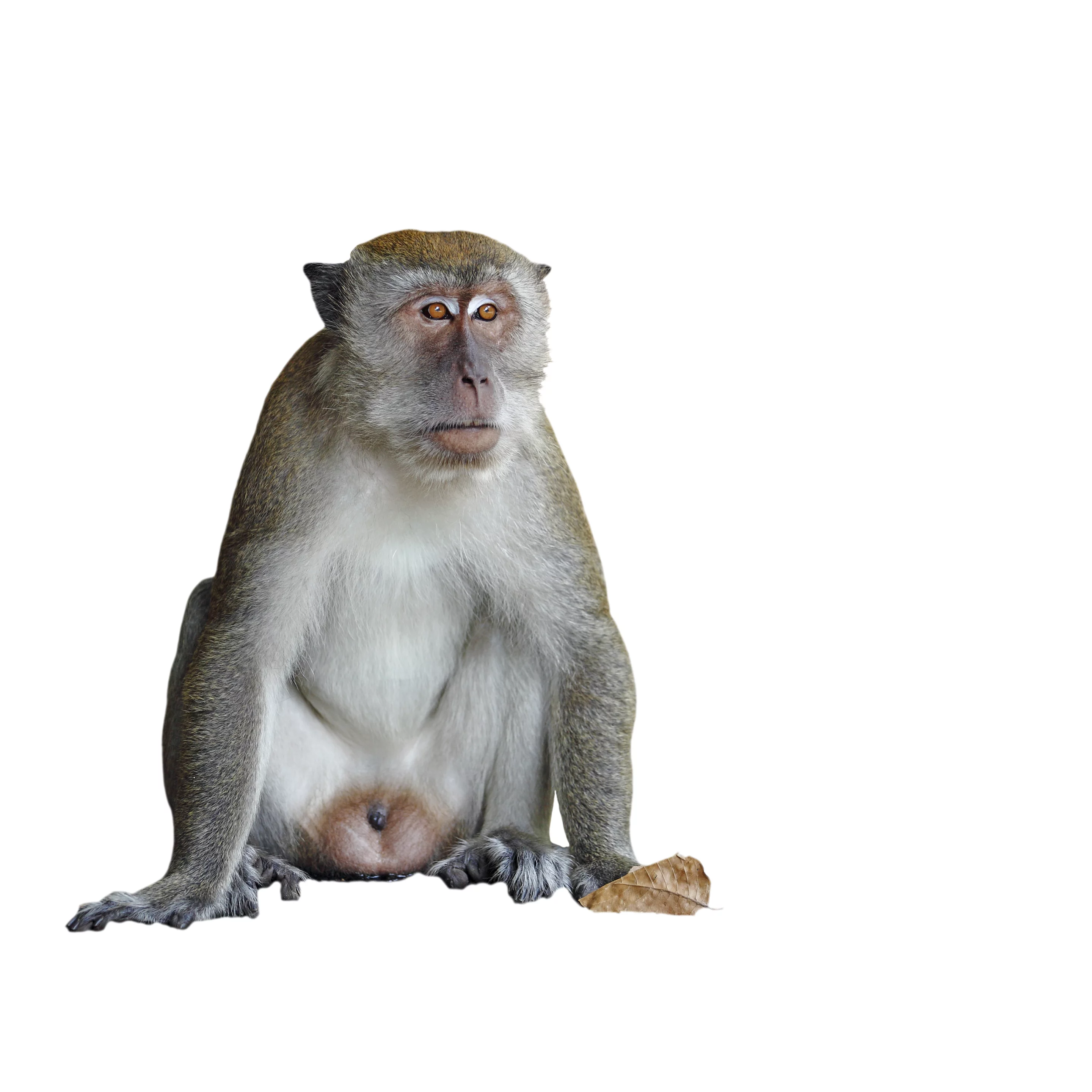 A neural prosthesis has been shown to restore the decision-making process to Rhesus monkeys (Photo: Shutterstock)