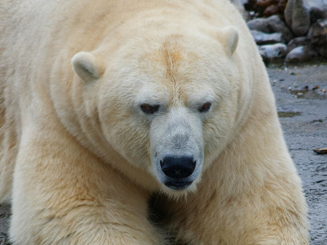 Polar bear death in Svalbard linked to highly pathogenic bird flu