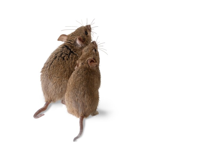 Scientists hope their work on mice can help shape new therapeutics for human sexual dysfunction