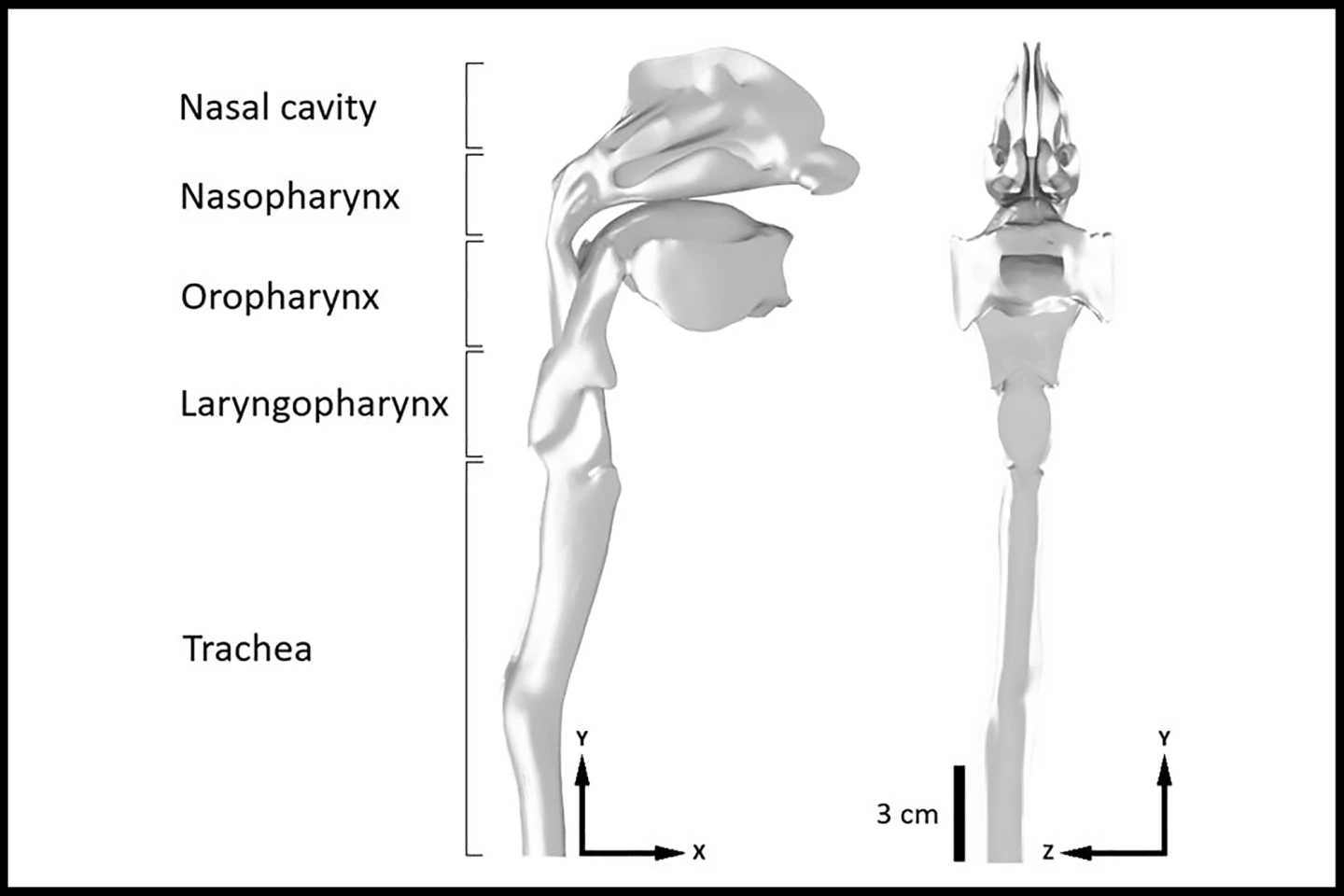 The researchers' accurate 3D-printed model of the human airway and nasal cavity was crucial