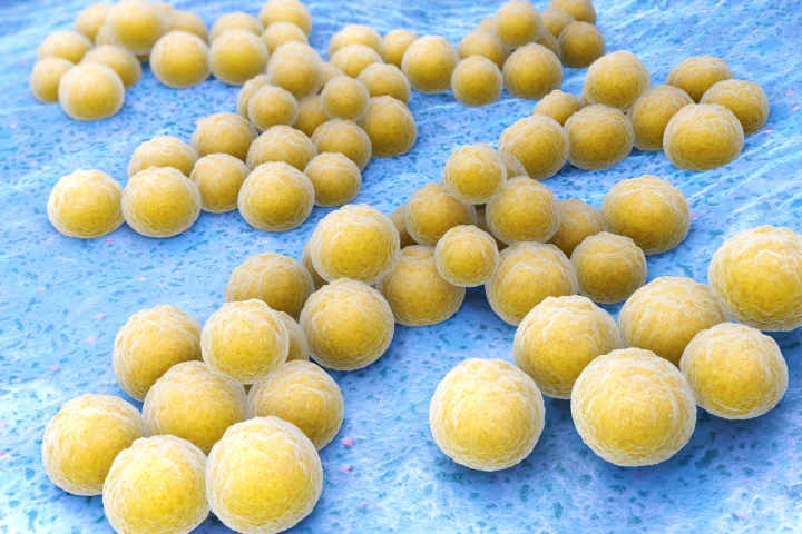 Methicillin-resistant Staphylococcus aureus (MRSA) is a dangerous pathogen, but a new clinical trial has found that probiotics could help prevent infection