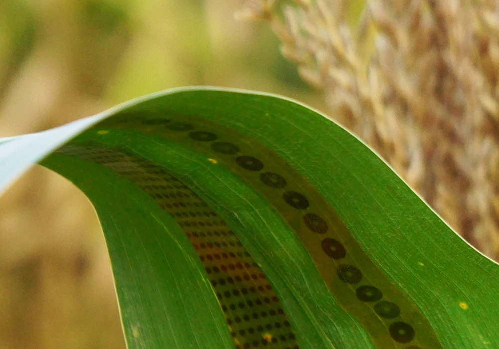 Two of the sensor strips, applied to the leaf of a corn plant