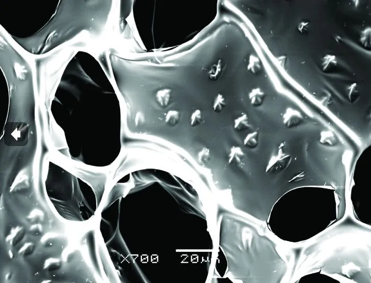 A scanning electron microscope image of the nanowire-alginate composite scaffolds, showing the star-shaped clusters of nanowires (Image: Disease Biophysics Group, Harvard University)