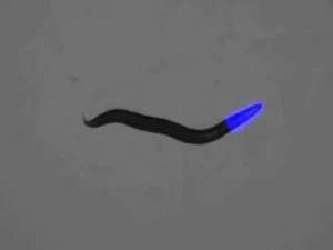 Researchers at Georgia Tech have created genetically engineered remote controlled worms