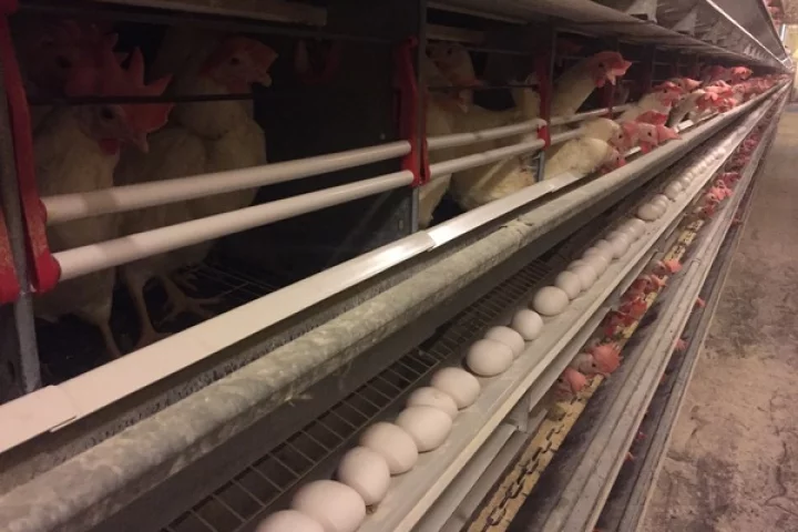 The antibiotic alternative could reduce the heavy use of antibiotics in agriculture