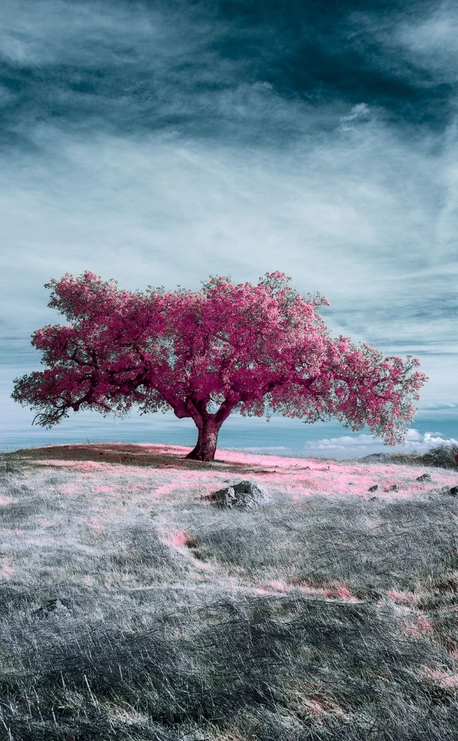Honorable Mention in the Photo Essay category, a collection called California Foothills