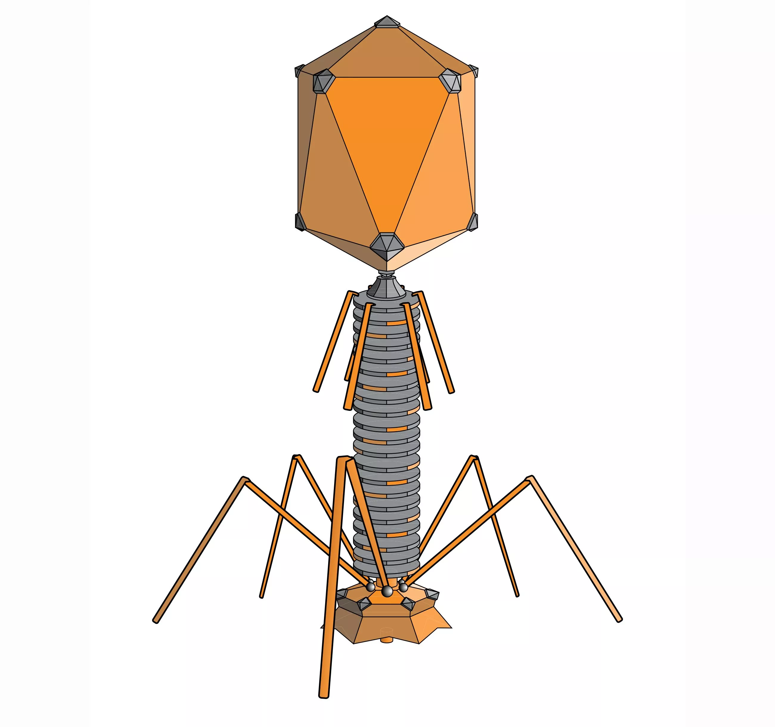 A typical myovirus bacteriophage (Image: Adenosine via Wikimedia Commons)