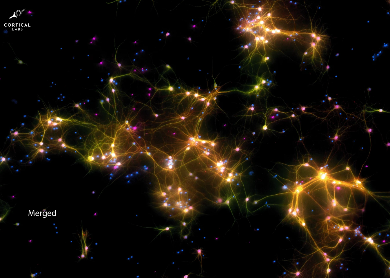 The beautiful efficiency of biological neural connections