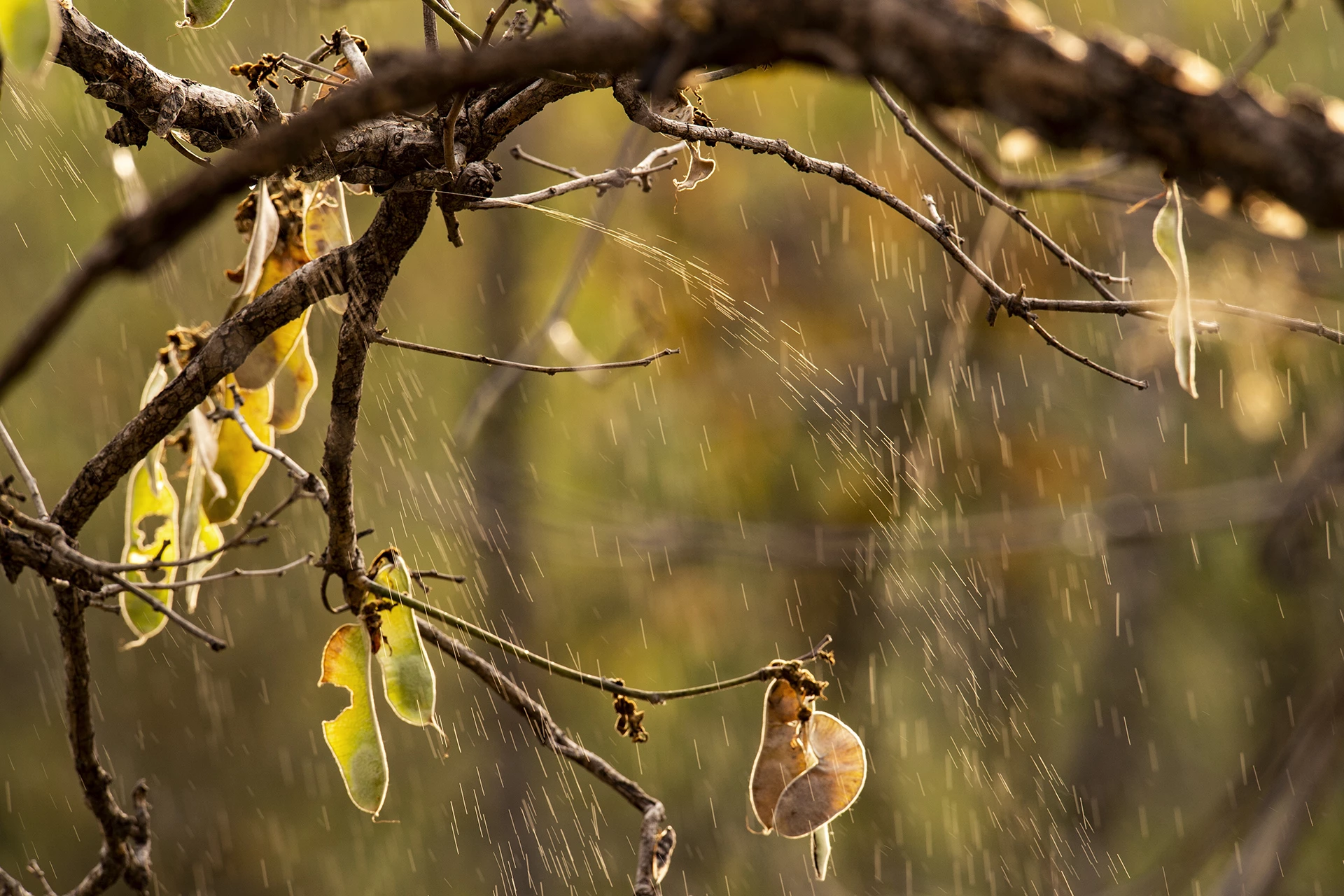 Special Mention - Animal Behavior. Chorus of Cicadas, Tadoba Andhari Tiger Reserve, Maharashtra