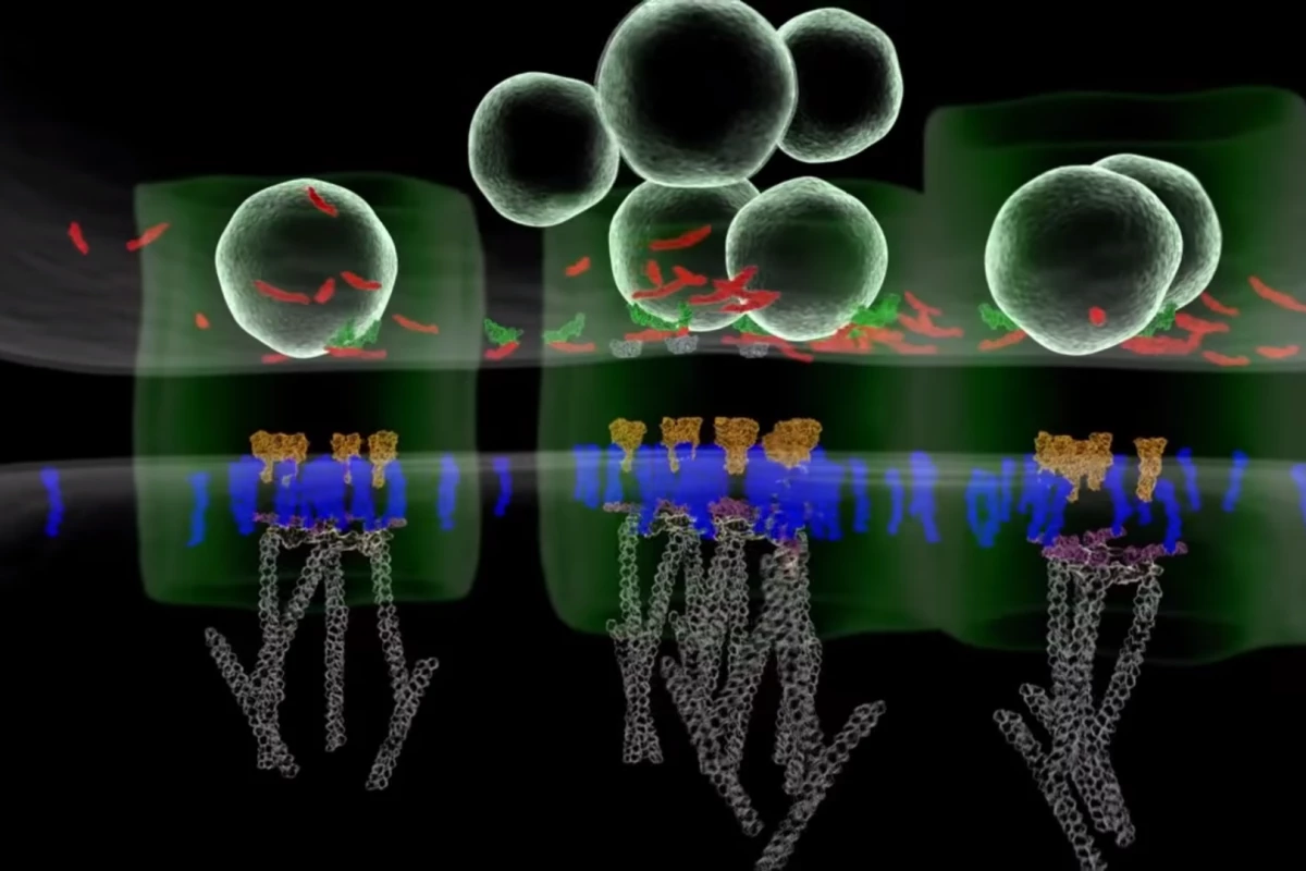 Neurotransmitters cross the synaptic cleft – the gap between synapse and neuron – via a protein nanocolumn that spans the two cells