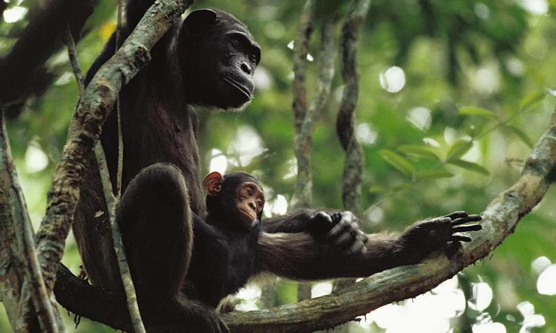 For the first time, researchers have captured video of chimpanzees actively teaching their young how to use tools