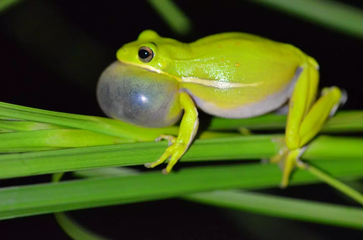 By filling their lungs with air, female American tree frogs are better able to distinguish the mating calls of males of their species (pictured)