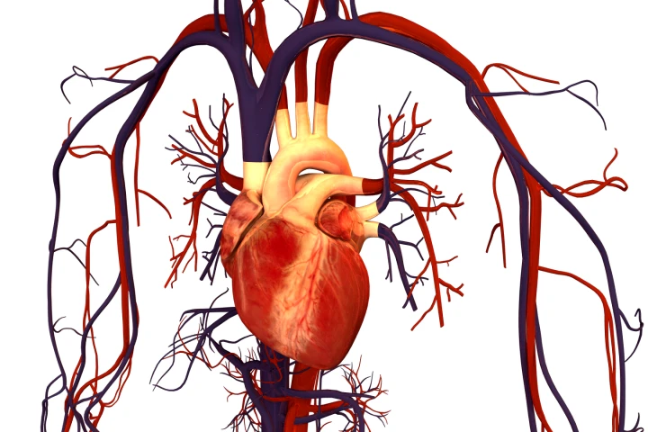 The Tissue Engineering and Regenerative Medicine Lab of the University of Tel Aviv has used advanced nanotechnology tools to create fully-functional surrogate tissue to replace that irreparably damaged by heart attack or cardiac disease