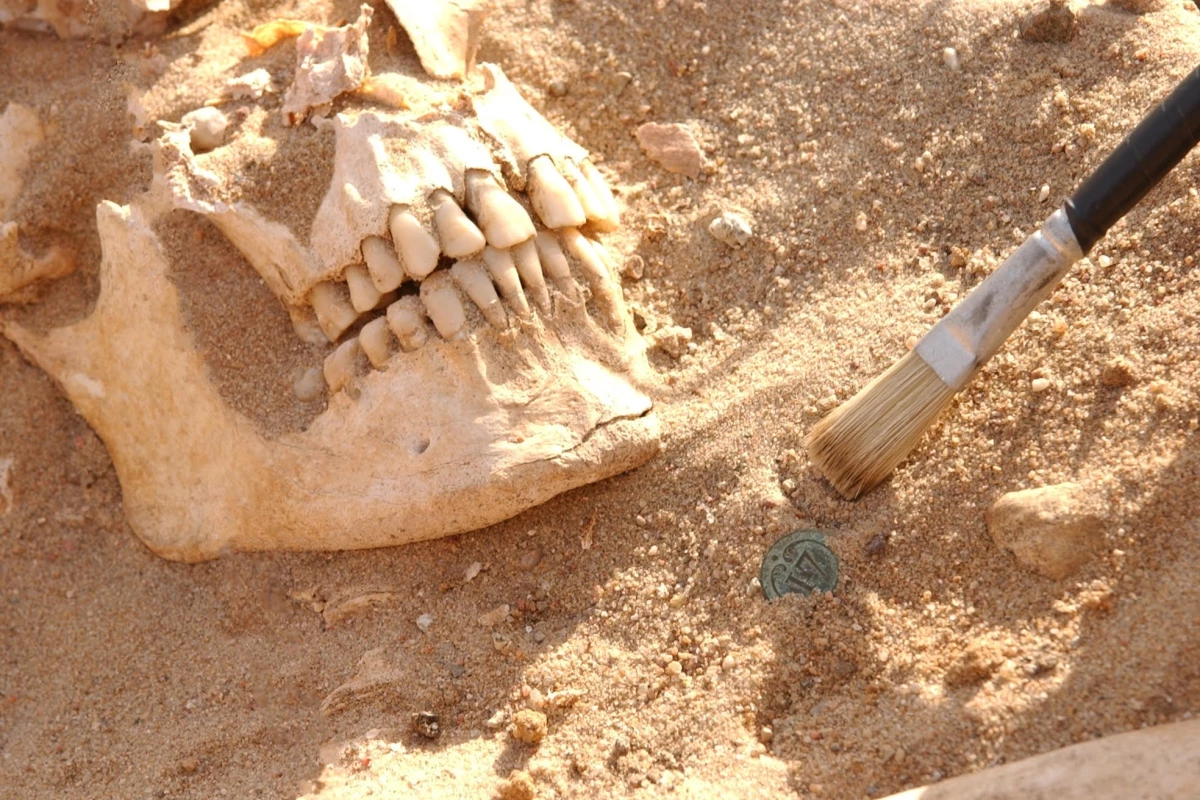 The skull of a soldier from Napoleon's army whose teeth were used in the new DNA analysis 