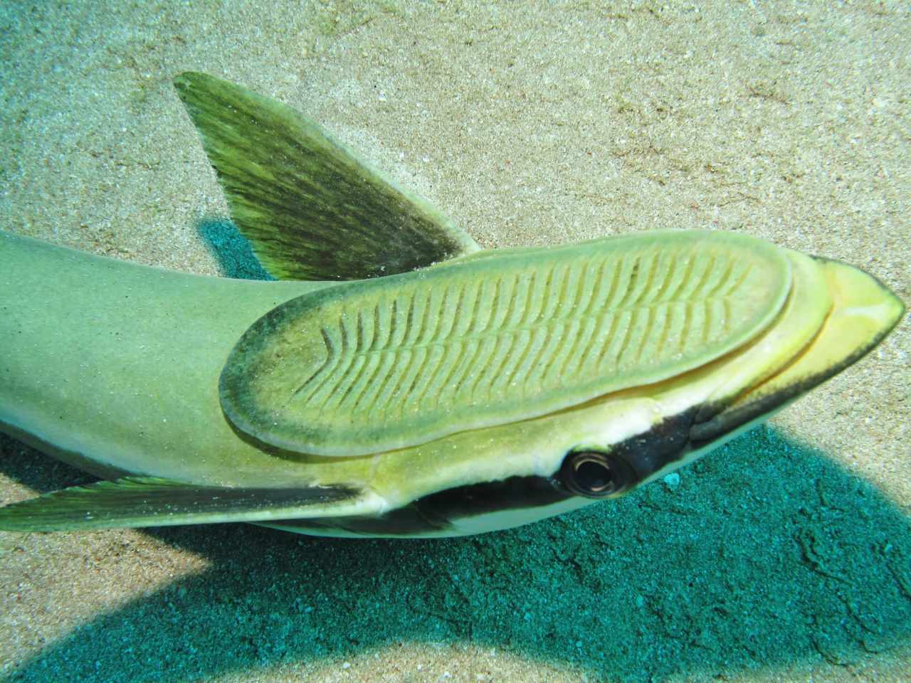 A remora, with its sucker disc visible on the top of its head
