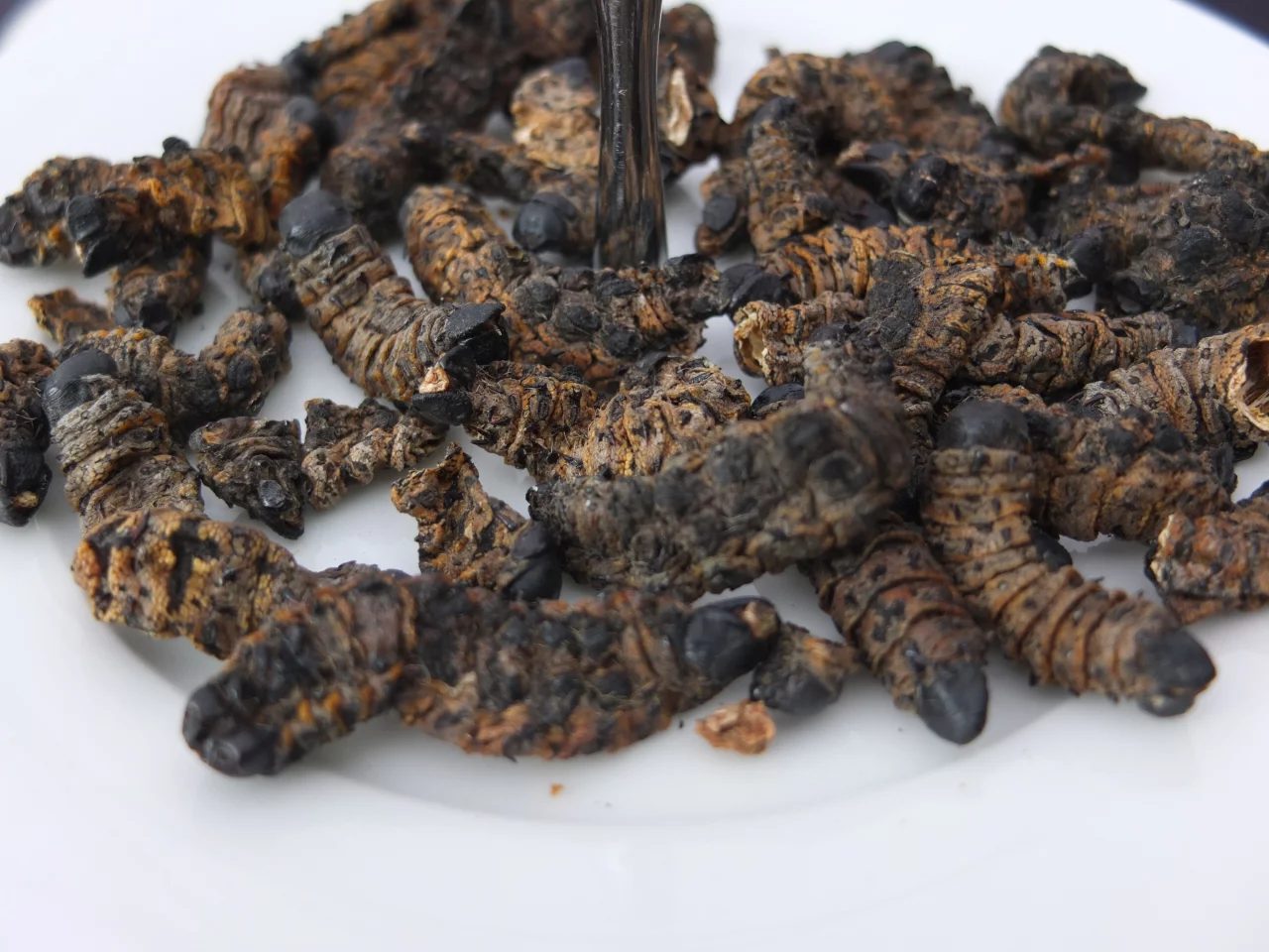 Sundried emperor moth caterpillars (Photo: Gizmag)