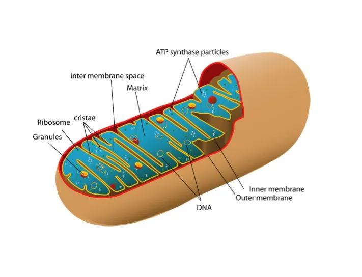 Diagram of a mitochondrion, like those used in the mitochondria biofuel cell
