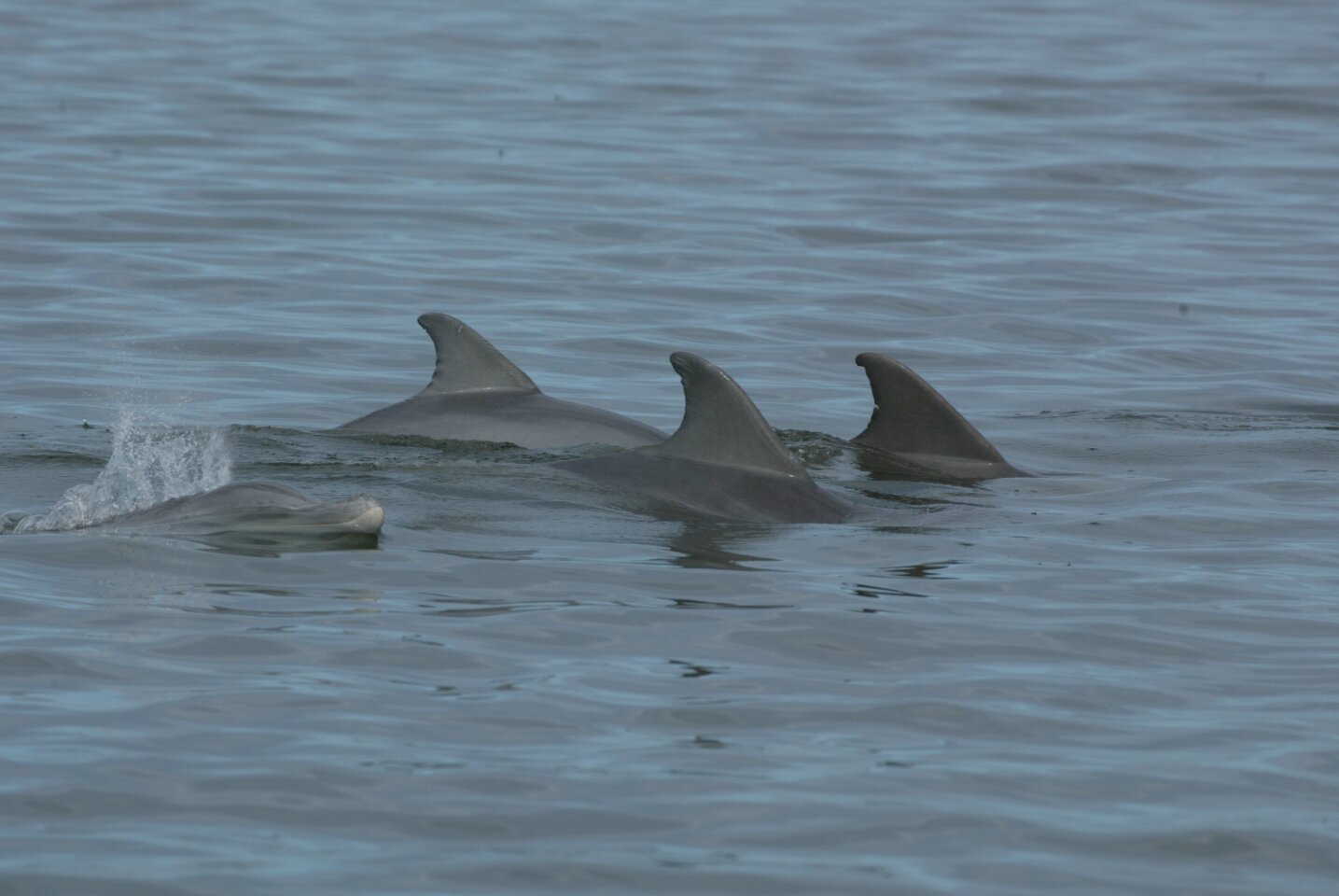 Wild dolphins swimming in Indian River Lagoon, Florida, where the superbug study was conducted