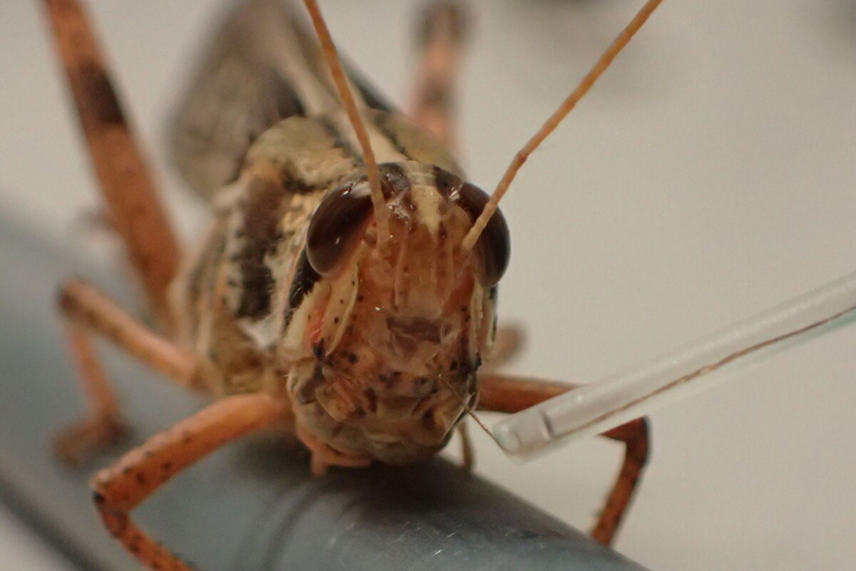 Cyborg locusts sniff out a career in detecting explosives