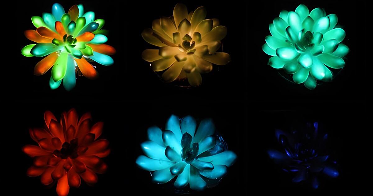Plantas brilhantes: nanopartículas baratas transformam suculentas em luzes noturnas