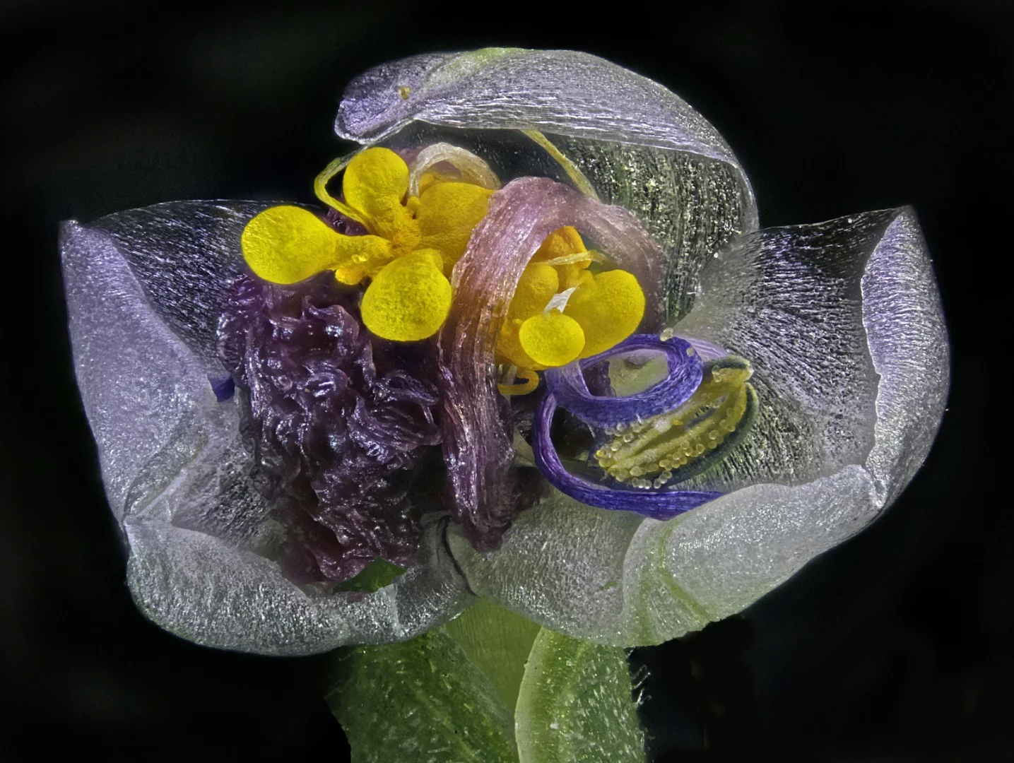 Image of Distinction: Wilted flower