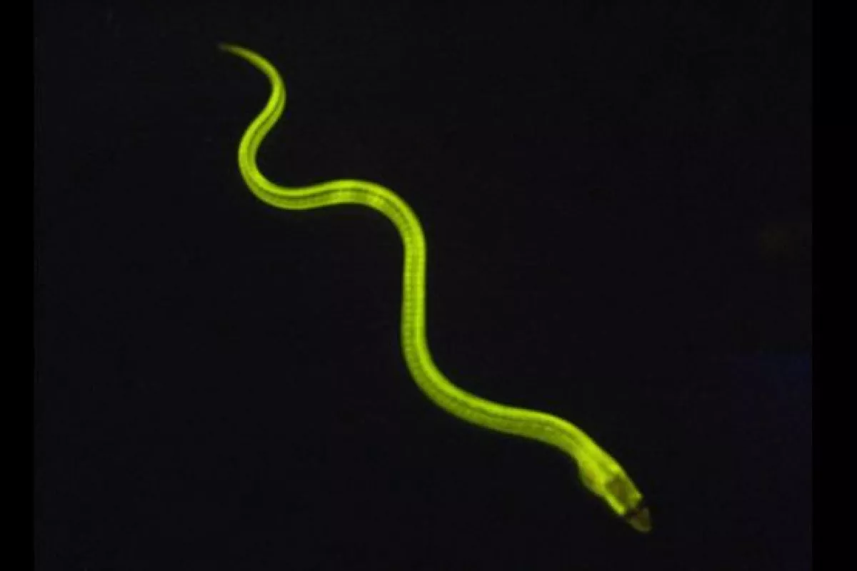 A glowing Japanese freshwater eel – it's more than just tasty