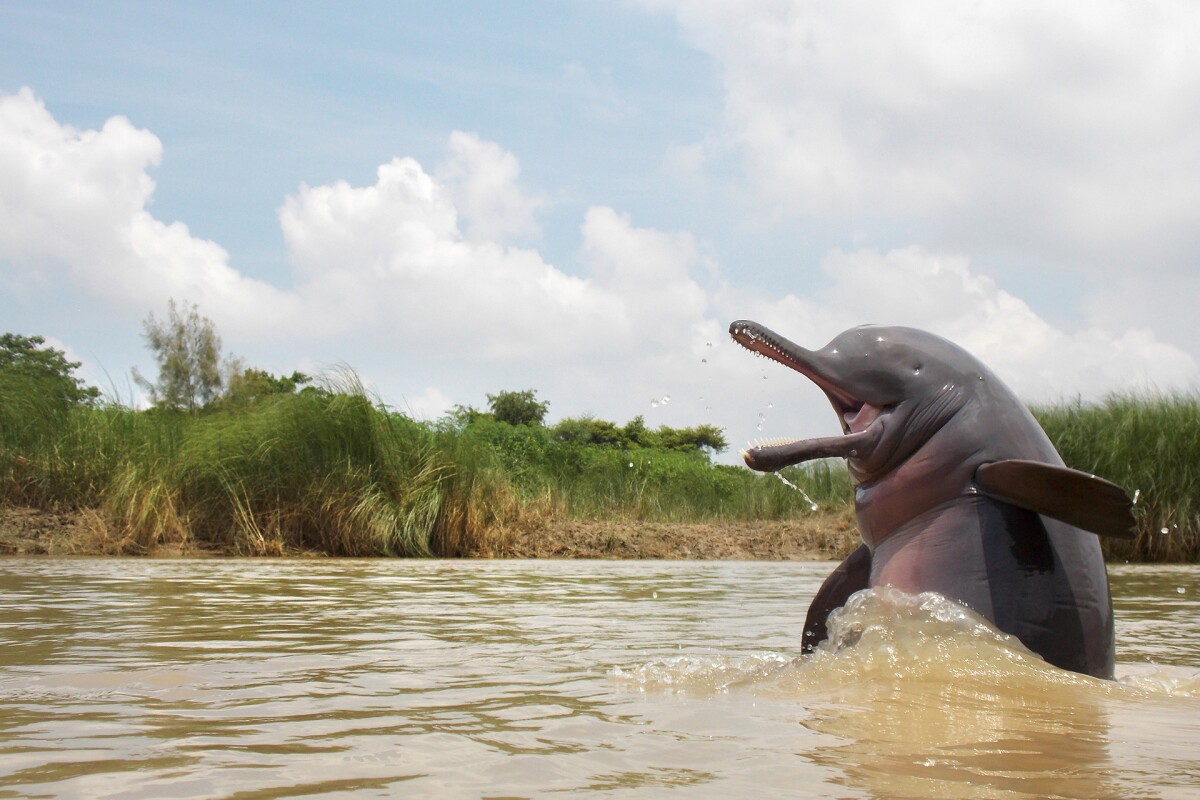 Winner - Animal Portraits. The Last Stand, Nayachar, West Bengal