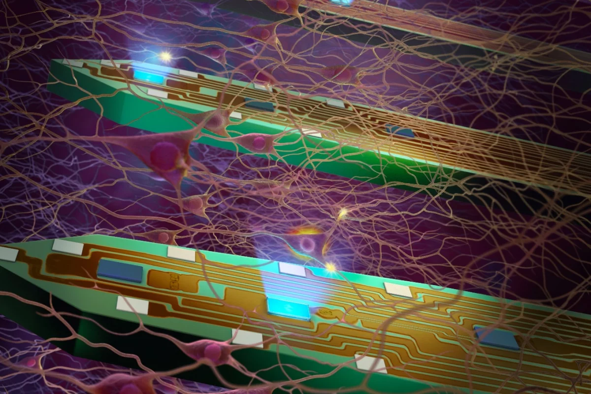 The LED probes can both activate individual neurons, and detect subsequent responses in neighboring neurons