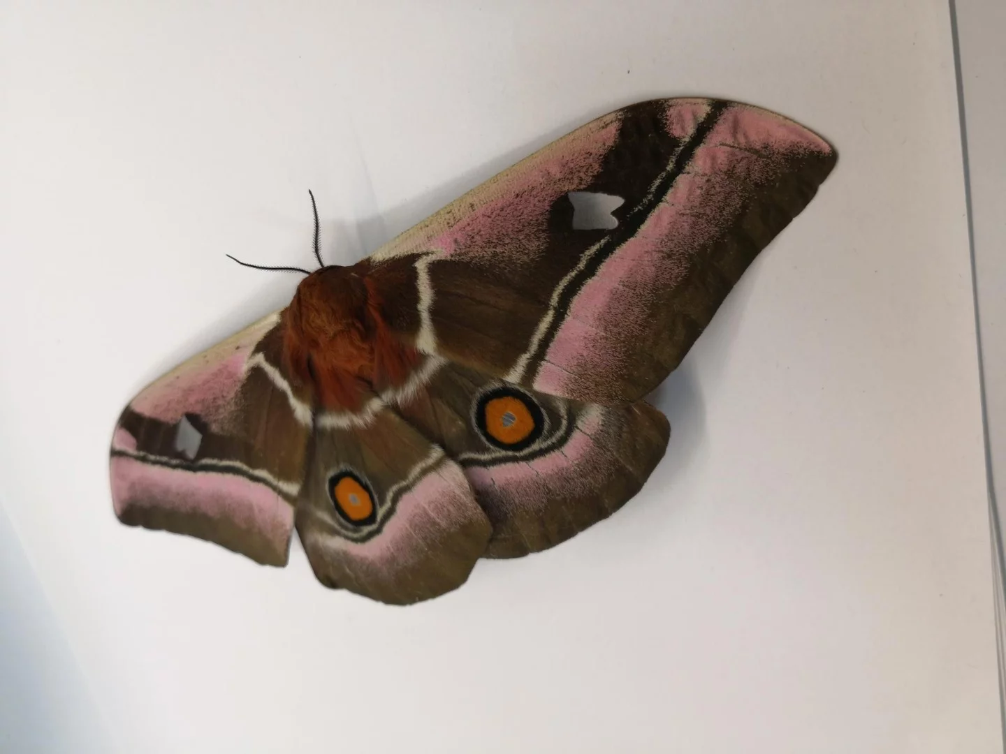 A Cabbage Tree Emperor moth (Bunaea alcinoe), one of the species used in the research