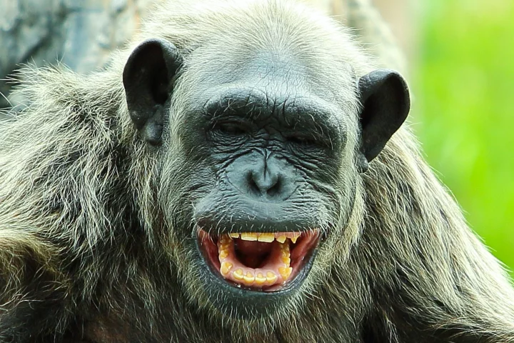 Chimpanzee with eyes closed and mouth in a smile