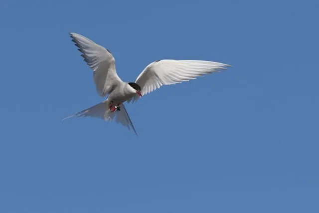 An Arctic tern equipped with a geolocator in 2007 returns to the breeding site at Sand Island in Northeast Greenland the following year, after having completed a round-trip migration of more than 70,000 km