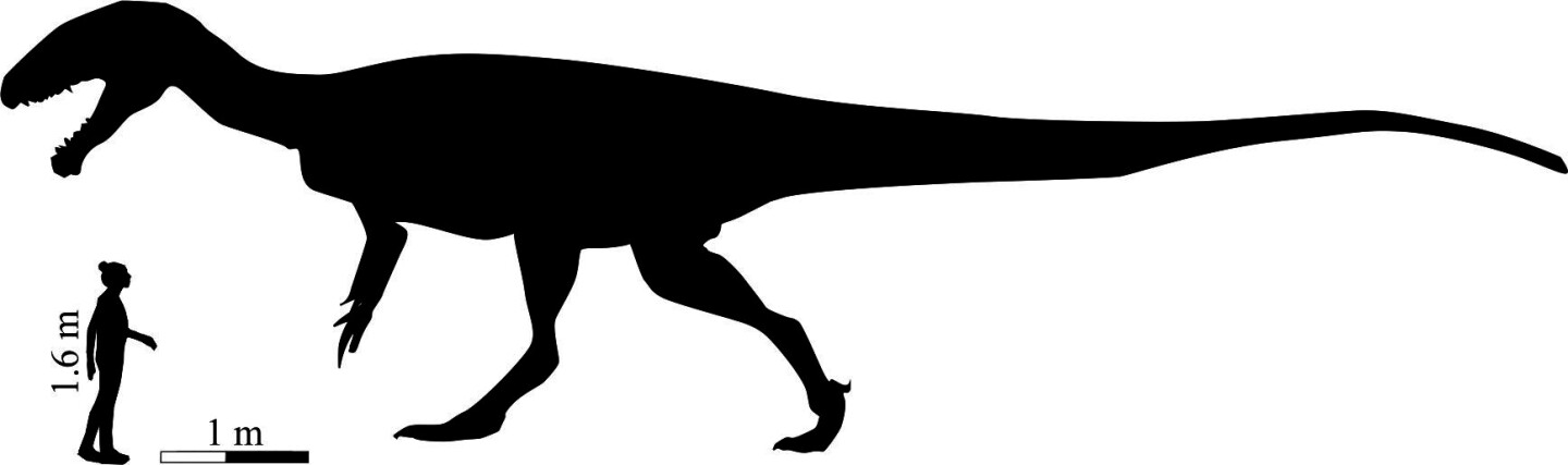 A silhouette of the newly-discovered carnivorous dinosaur species, compared to an average human