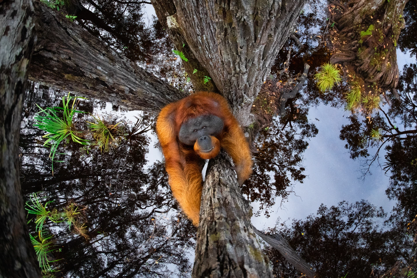 Overall winner of the 2021 Nature TTL Photographer of the Year award, captures an orangutang scaling a tree in Borneo, with water mirroring the sky