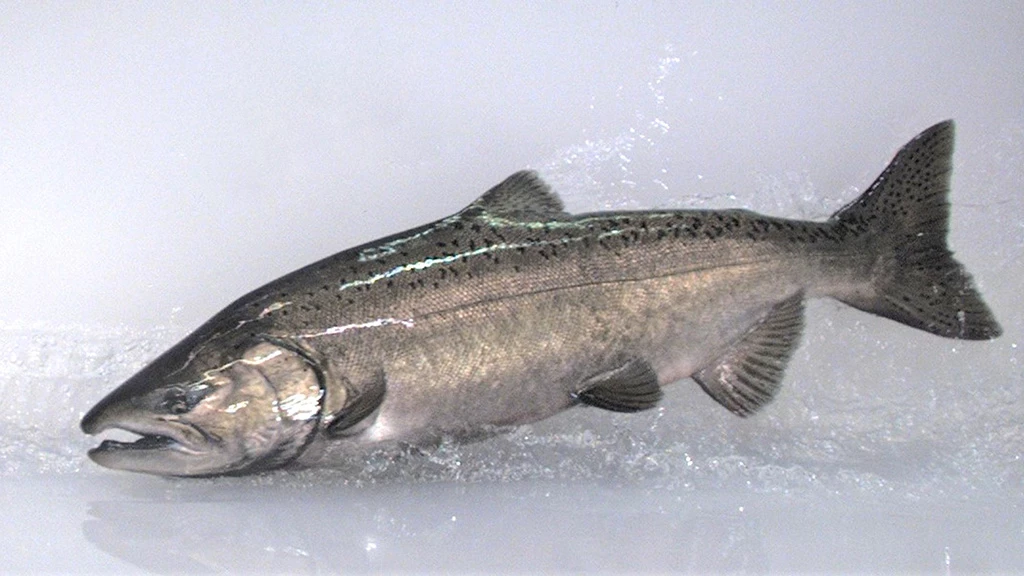 Fish are photographed as they enter the Whooshh PassagePortal
